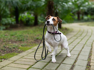Pes s vodítkem